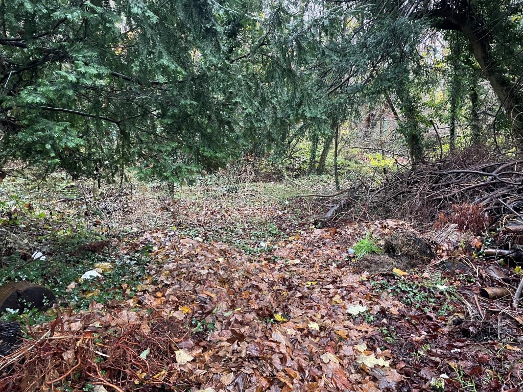 Lot: 41 - JUST OVER TWO ACRES OF WOODLAND WITH POTENTIAL - Sloping woodland with trees